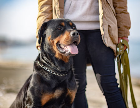Dog With Person Dog With Person